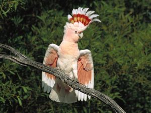 cockatoo