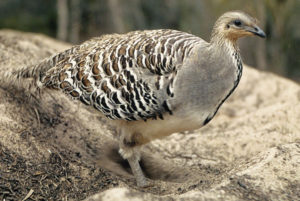 malleefowl