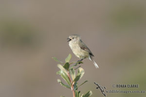 thornbill