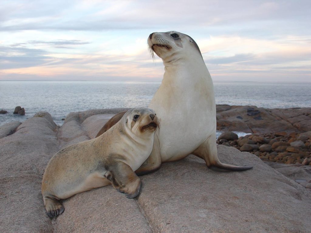 streaky bay sea lion