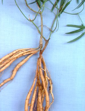 Vigna lanceolata