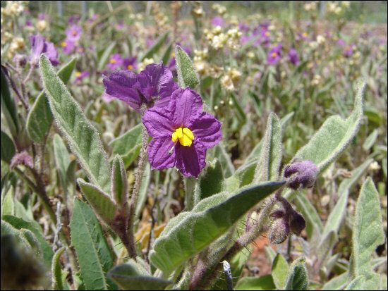 potato bush