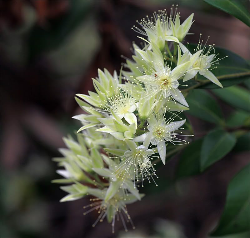 Grey Myrtle