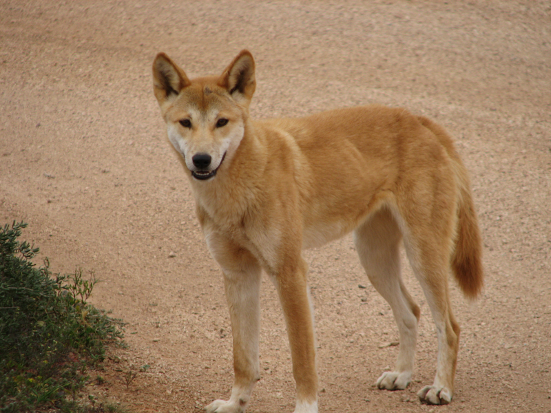 dingo