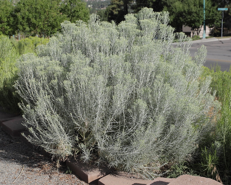 native sage