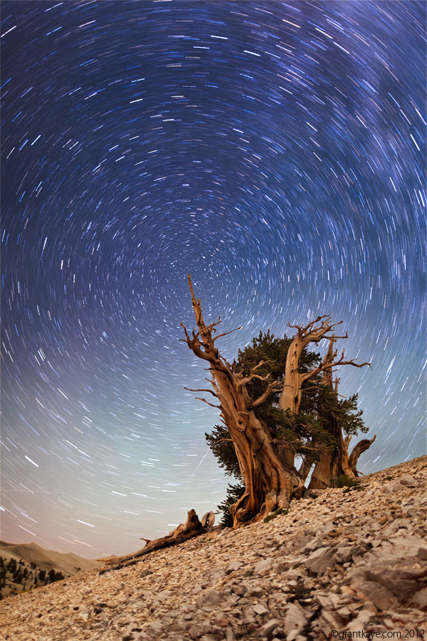 Grant-Kaye_White-Mountains-Bristlecone-Pineresized