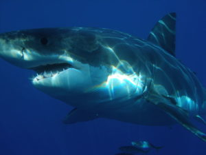 800px-Carcharodon_carcharias